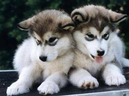 puppies.jpg