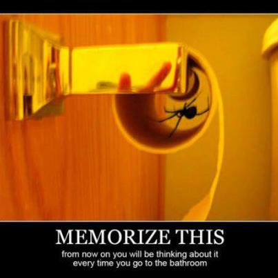 spider2.jpg