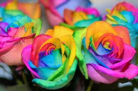 flowerrainbow.jpg
