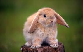 bunny.jpg